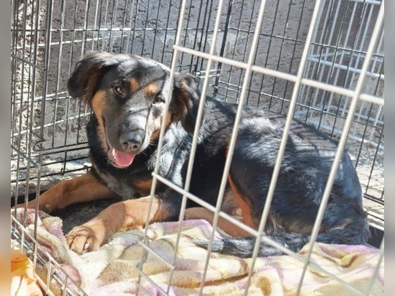 Kleine, schüchterne Vaiana = sucht Liebe und Treue