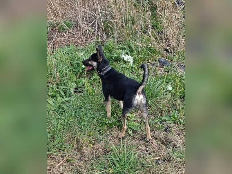 Otto ❤️ so freundlich und verträglich! Otto ❤️ so freundlich und verträglich!