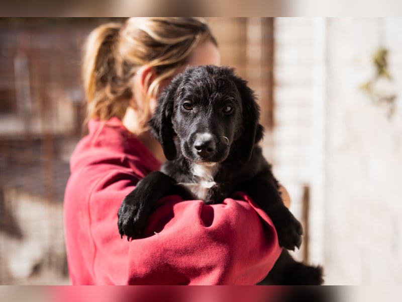 Rudi ❤️ verspielter, lieber Welpenbub! Rudi ❤️ verspielter, lieber Welpenbub!