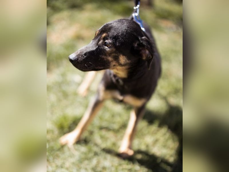 FRIDA❤️Terrier-Mix-Sonnenscheinchen sucht ihr Zuhause voller Liebe