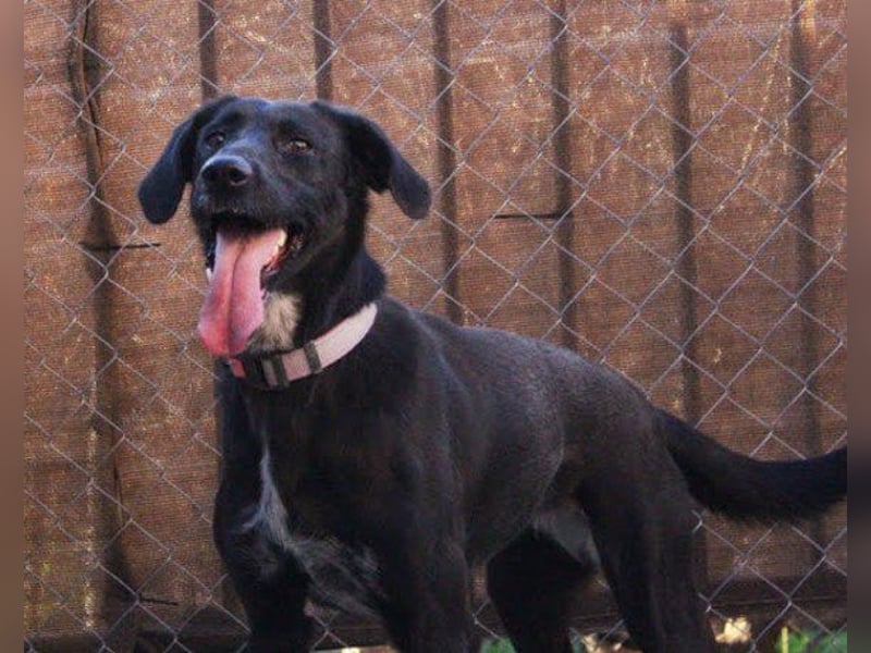 Xena - lebensfrohe, aktive, liebe Hündin