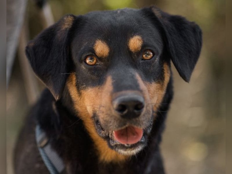 Lieber Mico ❤️ aufgeschlossen & verkuschelt!