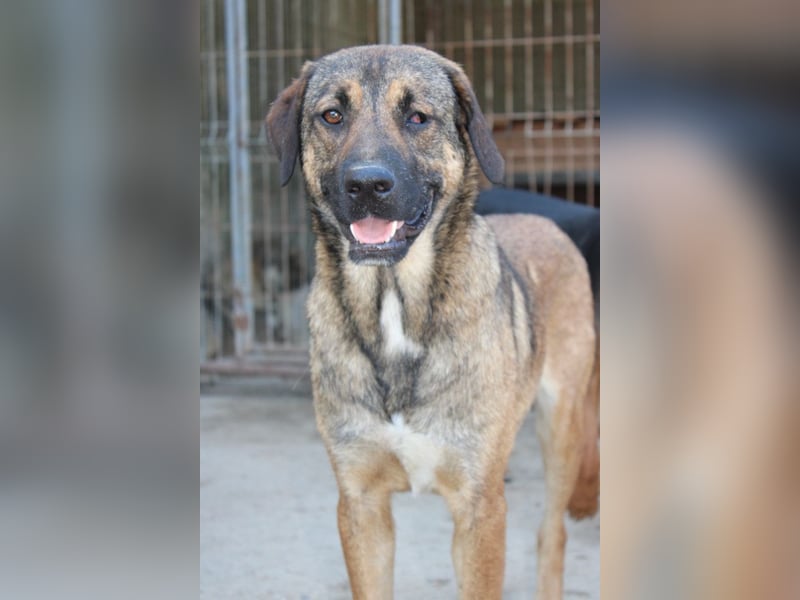 FEODOR❤️so lieber, verträglicher, noch schüchterner Hundejunge