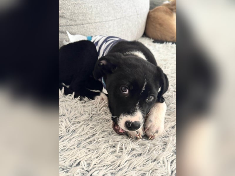 LENNI❤️kleiner Entdecker sucht sein großes Glück!