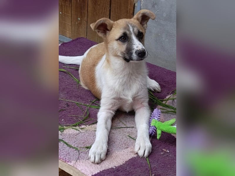 Ella ❤️ super liebes, junges Hundemädchen