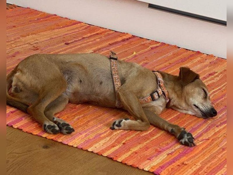 Notfellchen-Mathilda ❤ wartet in 90427 Nürnberg