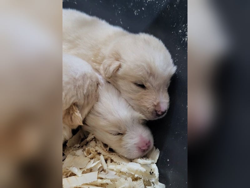 Welpin ♥Tina♥ hofft nun darauf ihre lieben & treuen Menschen zu finden