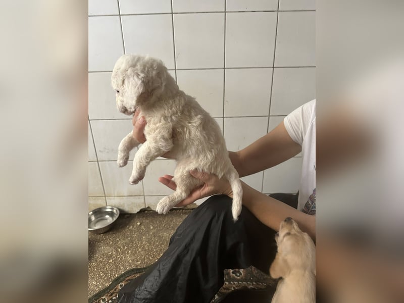 Welpenmädel CURLY wünscht sich ein liebevolles Daheim