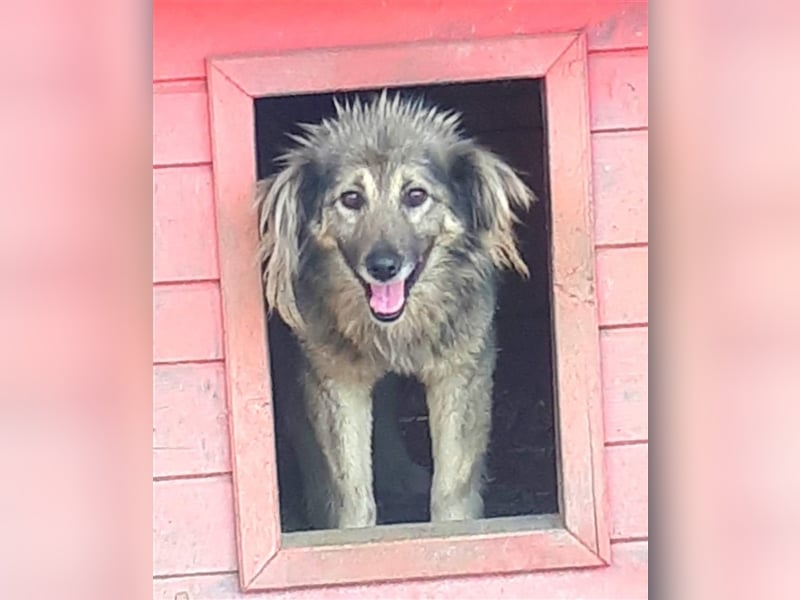 Bash - kleiner, fröhlicher Kerl sucht seine Familie! 