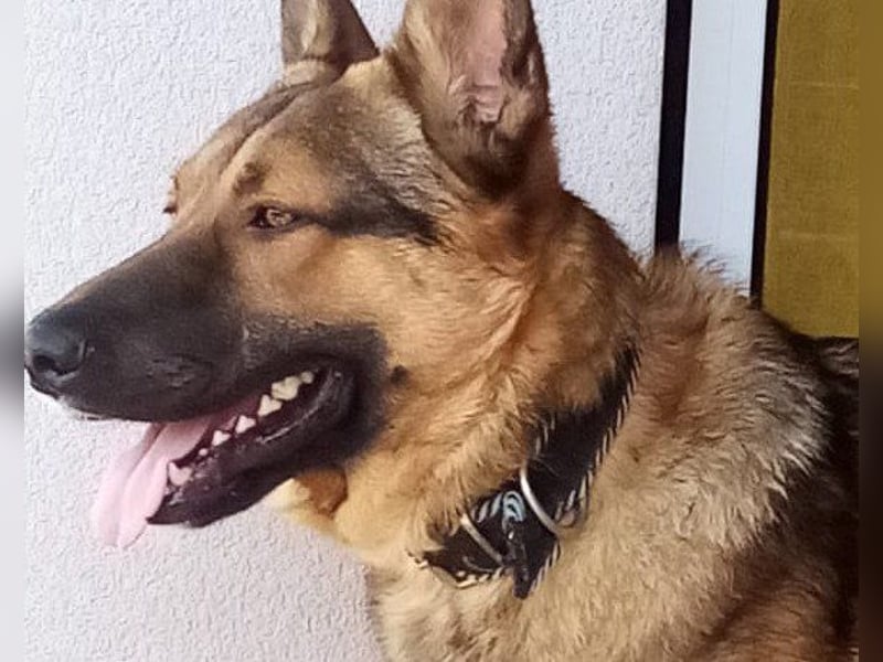 Liebevolles Fellnäschen Bebo -  liebt jeden, ob Mensch, Hund oder Katze