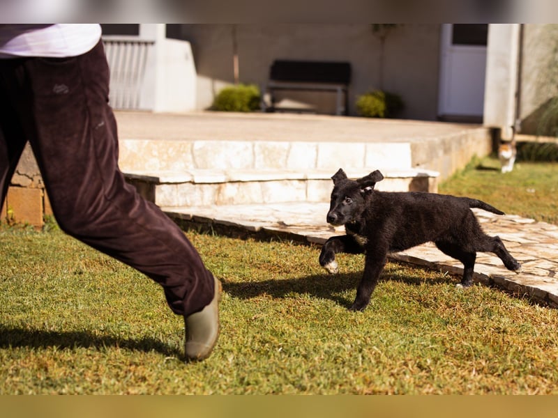 Cosmo - junger charmanter Schäfi-Mix-Bub