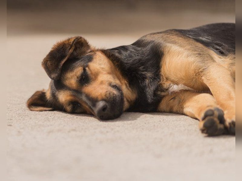 Wundervolle Aylini sucht ein Zuhause