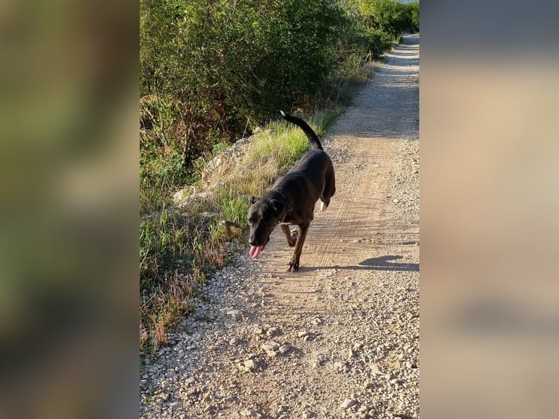 Goldige ♥ Godina ♥ kinderliebe, soziale Hündin