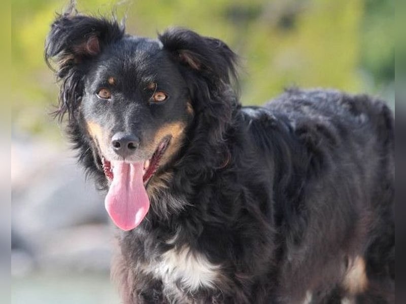 Dina ❤️ sanfte und so liebe Hündin!