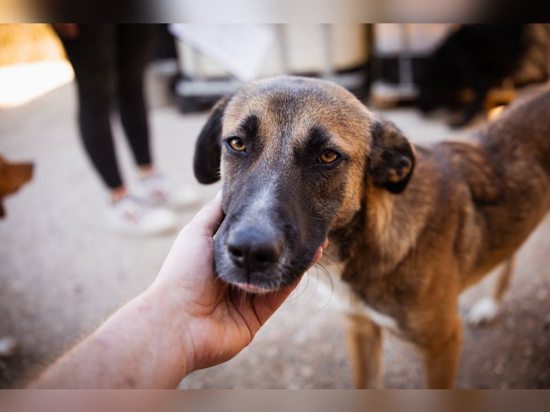 Liebste Lisa - die pure Lebensfreude auf 4 Pfoten
