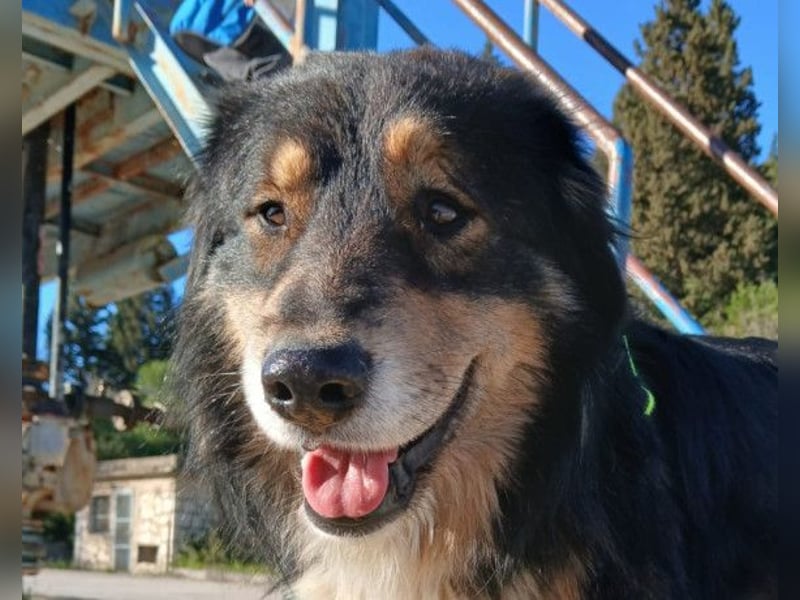 Max ❤️ rundum lieber Familienhund!