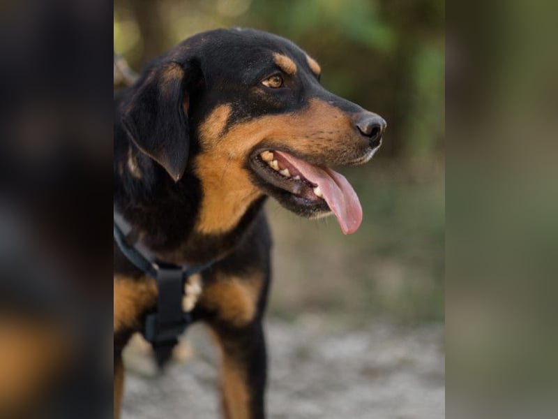 Lieber Mico ❤️ aufgeschlossen & verkuschelt!