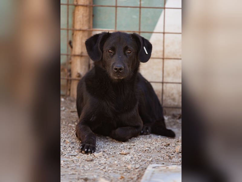 PRINCE❤️sanfter, sozialer Hundebub wartet auf seine Chance