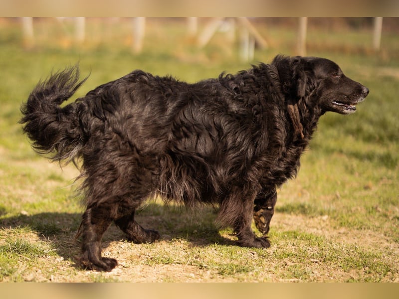 Norman - ein rundum toller Rüde