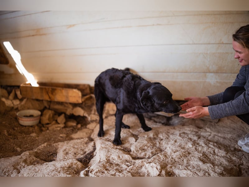Bruce ❤️ Sanftmütig, loyal, verschmust! Bruce ❤️ Sanftmütig, loyal, verschmust!