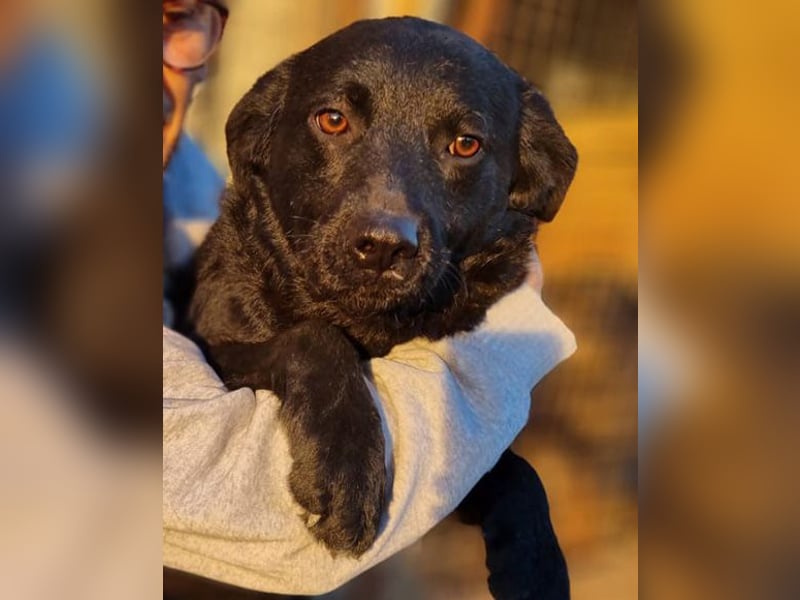 Bruce ❤️ Sanftmütig, loyal, verschmust!