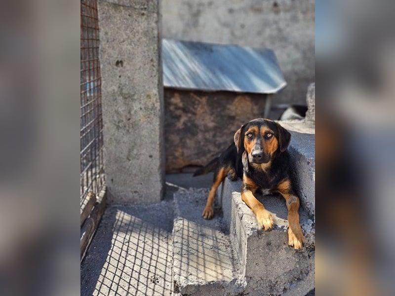 Wundervolle Aylini sucht ein Zuhause