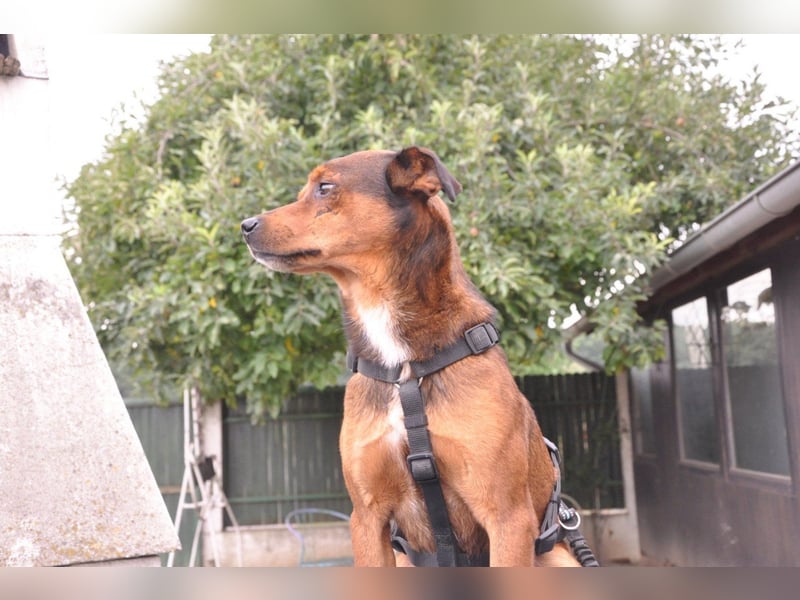 Lieber ♥Amon♥ sozialer, neugieriger Rüde