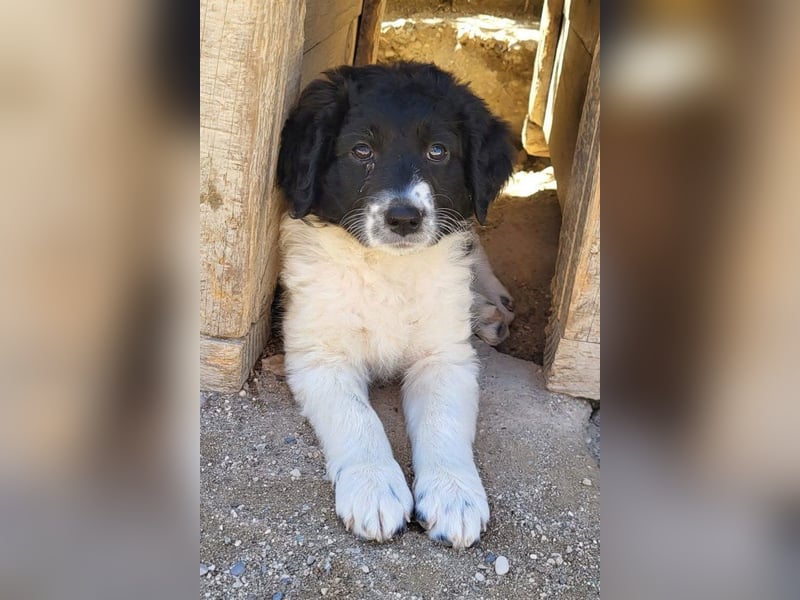 Süße Welpin ♥Suki♥ sucht ihre Menschen