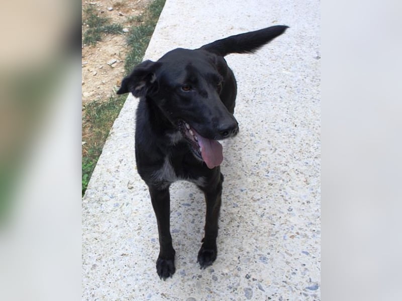 Xena - lebensfrohe, aktive, liebe Hündin