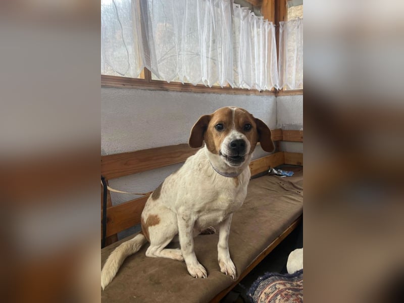 Sony ❤️ Familienhund mit großem Herzen
