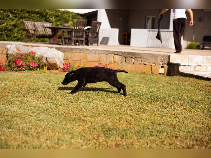 Junger Cosmo - charmanter Schäfi-Mix-Bub