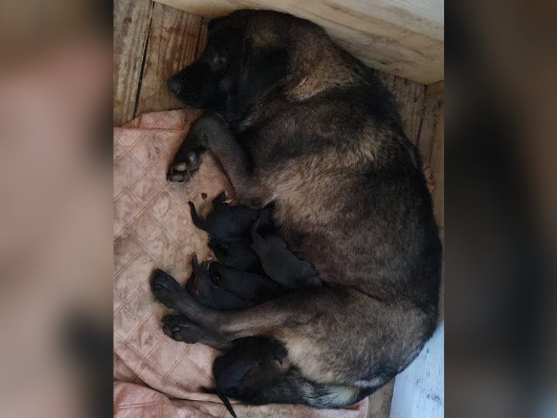 Viva - schüchtern und liebevoll