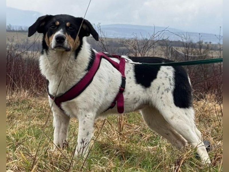 Milly ❤️ liebe, sanfte Hündin sucht dich! Milly ❤️ liebe, sanfte Hündin sucht dich!