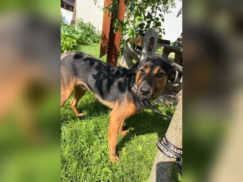 Katzenfreund Oskar - sanfter verschmuster Rüde