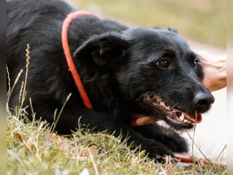 Traumhündin Ebony ❤️ verträglich, lieb, offen!