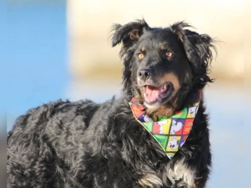 Dina ❤️ sanfte und so liebe Hündin!