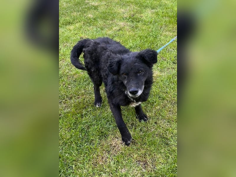 BIMAL❤️lieber, ruhiger und katzenverträglicher Familienhund