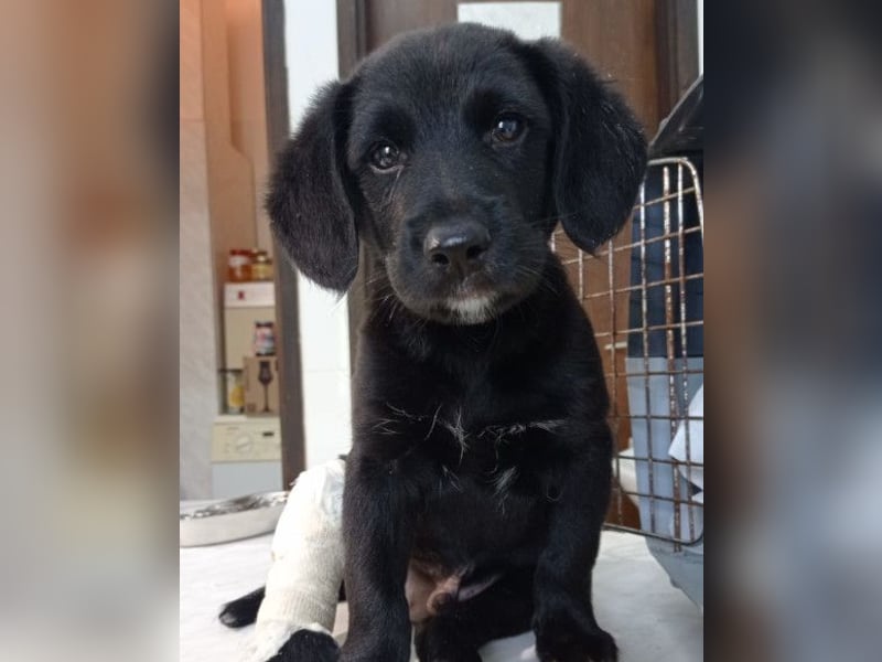 DIEGO❤️sozialer, menschenbezogener Jungspund mit fröhlichem Wesen