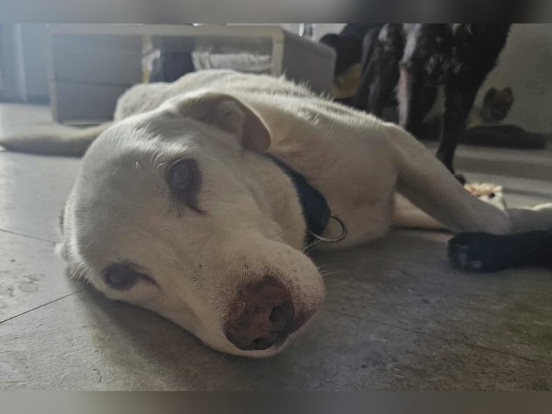 OldBoy ♥ ARON ♥ liebt Kinder, Hunde + Katzen