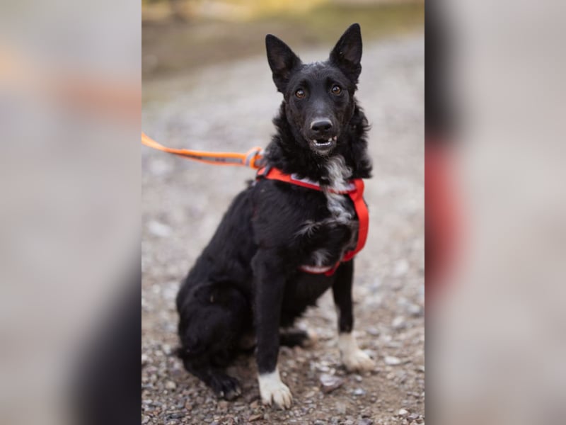 Betty ❤️ kuschlige, verspielte junge Hundedame
