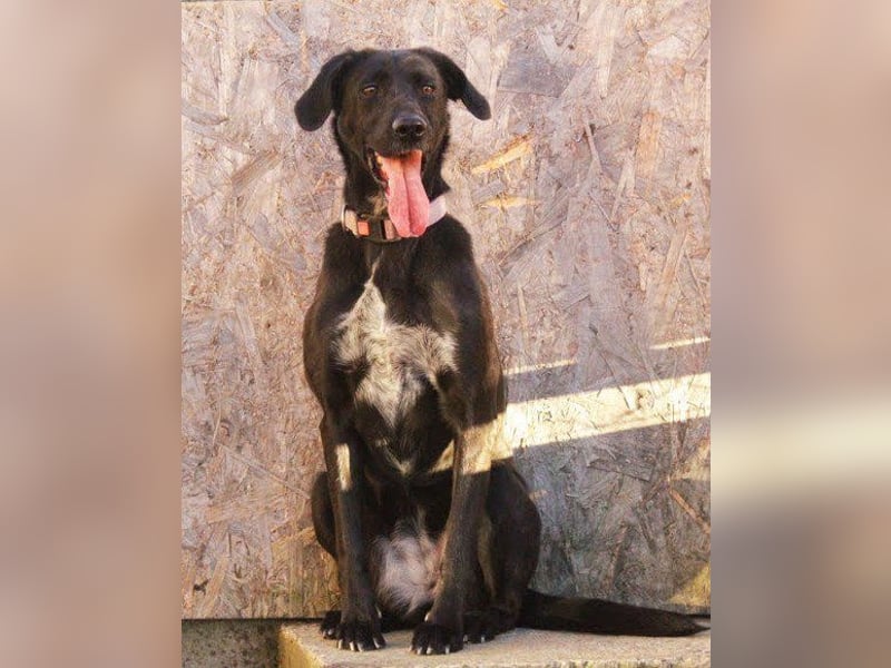 Xena - lebensfrohe, aktive, liebe Hündin