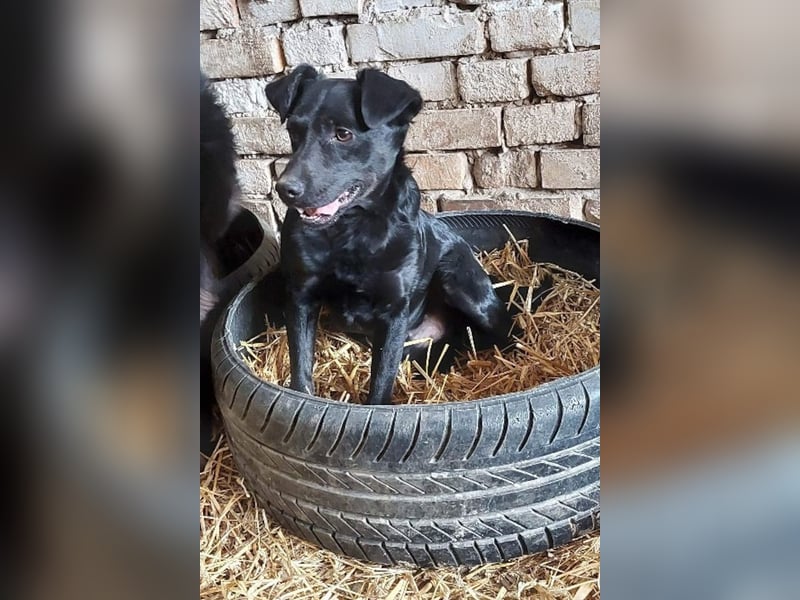 MOMO❤️ein sanfter Begleiter: Ruhig. Klug. Wundervoll.