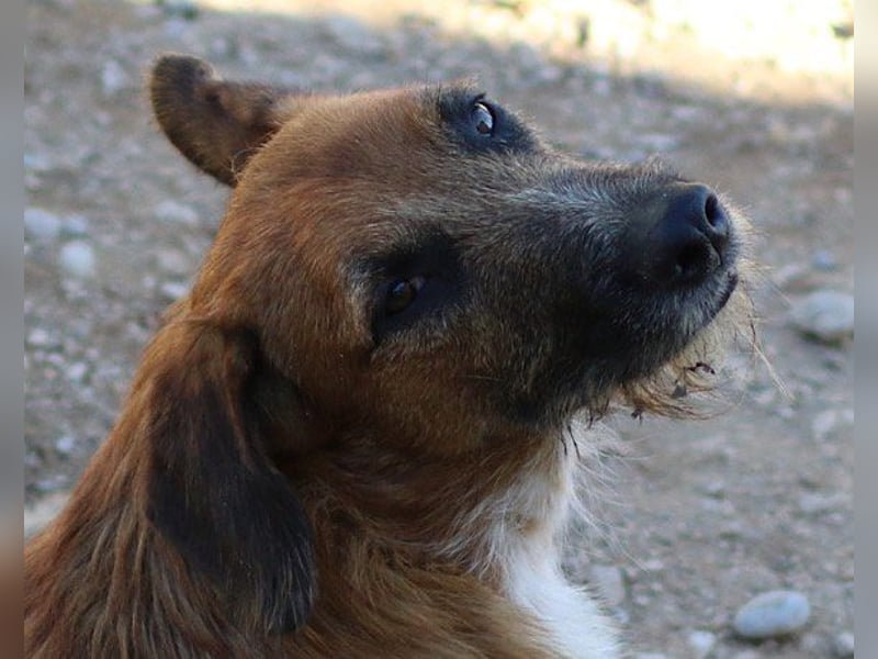 Sanfter ♥ Oscar ♥ wartet schon in 74749 Rosenberg
