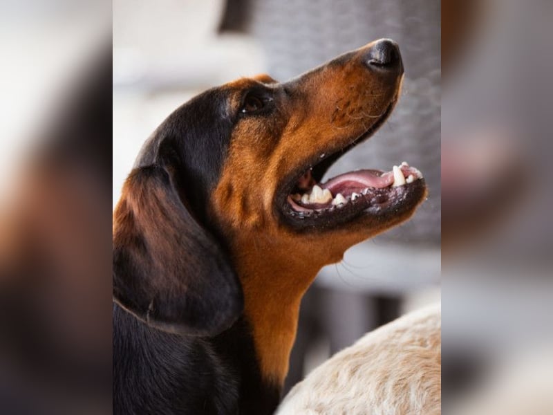 Ruhiger Jimmy ❤️ sucht ruhige Menschen Ruhiger Jimmy ❤️ sucht ruhige Menschen