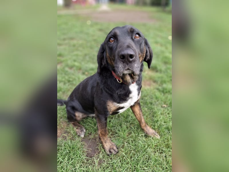 Leo ❤️ wartet in 84524 Neuötting auf dich