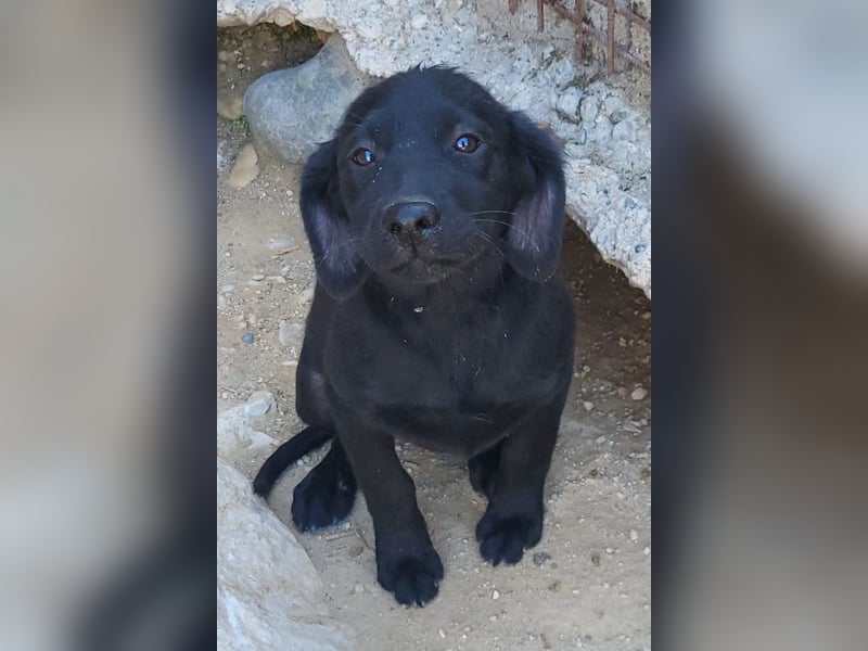 Knutschkugel GRACIE❤️zauberhaftes Fellschnute sucht ihr Zuhause fürs Leben
