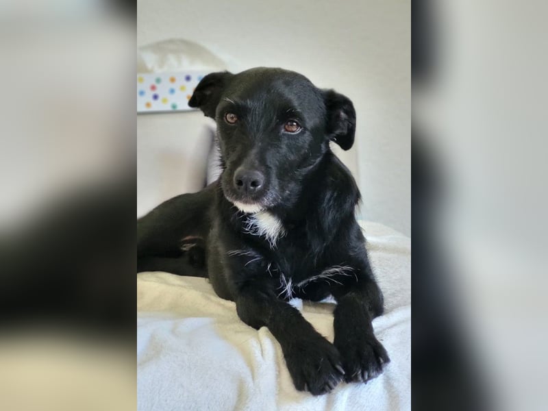 LEMMY❤️in 21075 Hamburg: ein harmonischer, treuer Begleiter sucht sein Happy End