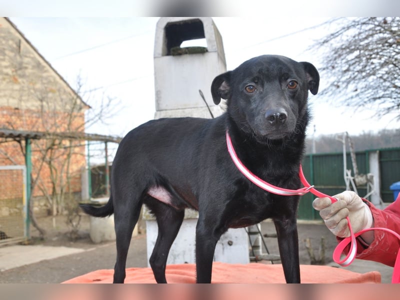 MOUSY❤️freundlicher, schüchterner Sonnenschein und katzenverträglich