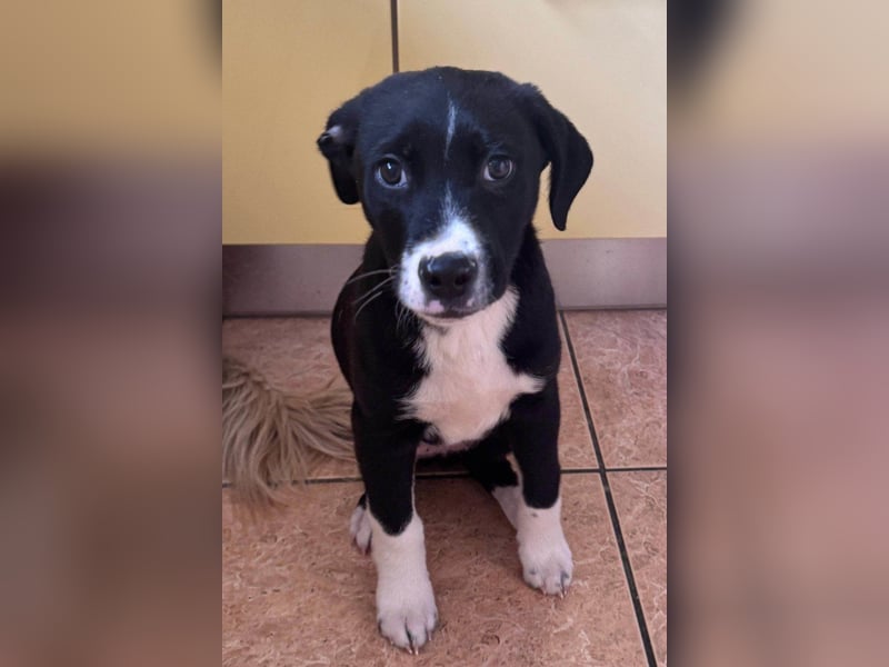 LENNI❤️kleiner Entdecker sucht sein großes Glück!