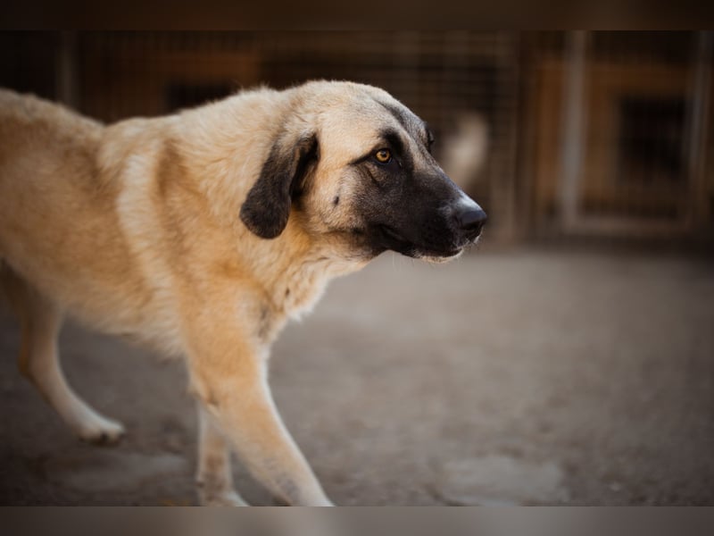 Sofia ♥️ liebe und aktive HSH-Mix-Junghündin